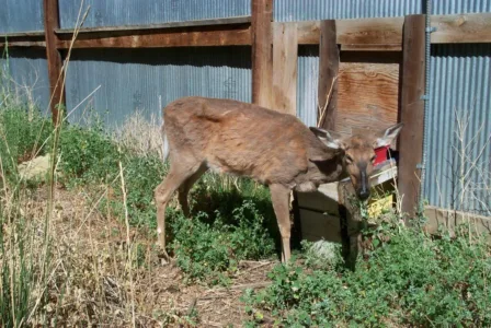 DNR confirms CWD in Marinette County
